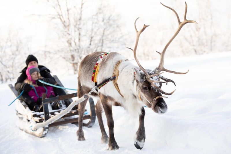 KIRUNA: Sami Reindeer Experience - Cultural Experience