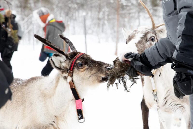 KIRUNA: Sami Reindeer Experience - Important Information