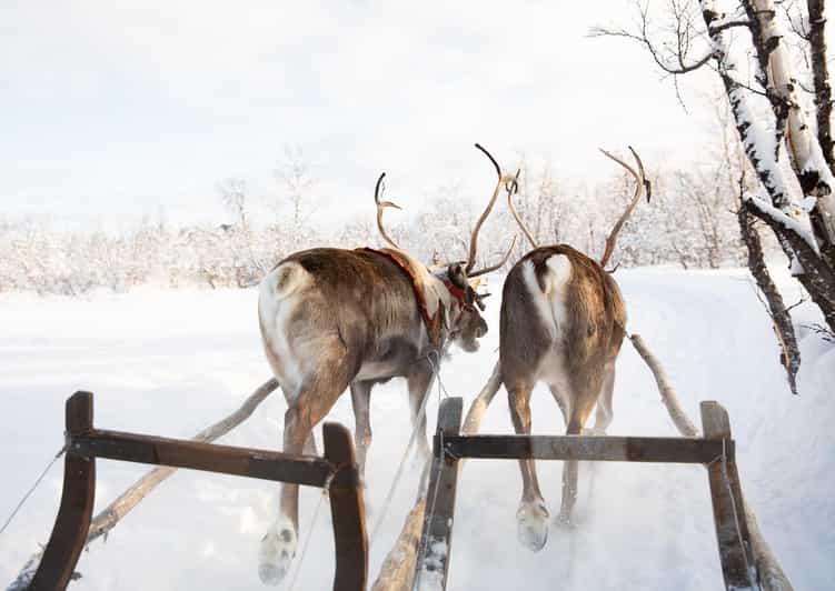 KIRUNA: Sami Reindeer Experience - Pickup and Transportation