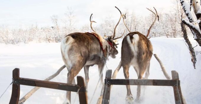 KIRUNA: Sami Reindeer Experience - Reindeer Feeding and Sledding