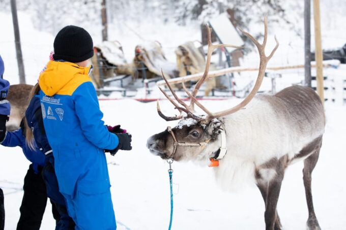 KIRUNA: Sami Reindeer Experience - Pricing and Cancellation Policy