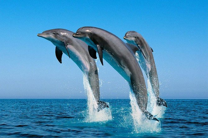 Kisite Marine Park Private Boat Tour With Scuba Diving and Lunch - Underwater Photography