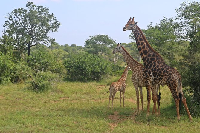 Kissama National Park Safari - Boat Trip on Kwanza River