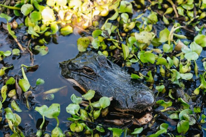 Kissimmee: 1-Hour Airboat Everglades Adventure Tour - Feedback and Suggestions