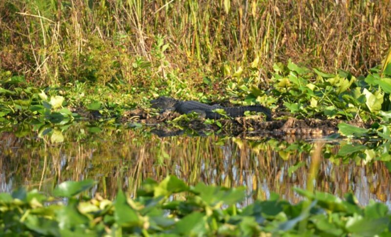 Kissimmee: 1 Hour Florida Everglades Pontoon Boat Tour - An In-Depth Look at the Experience