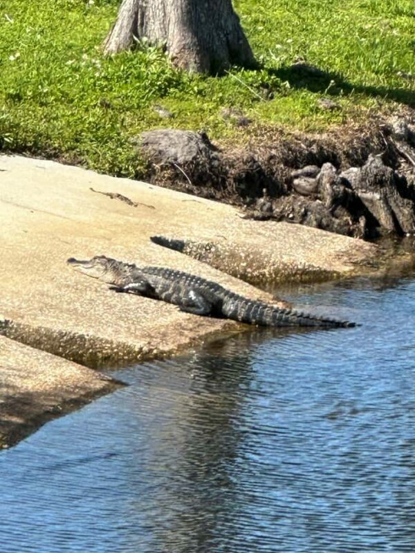Kissimmee: 4-Hour Electric Mountain Bike Lakefront Tour - The Scenic Itinerary