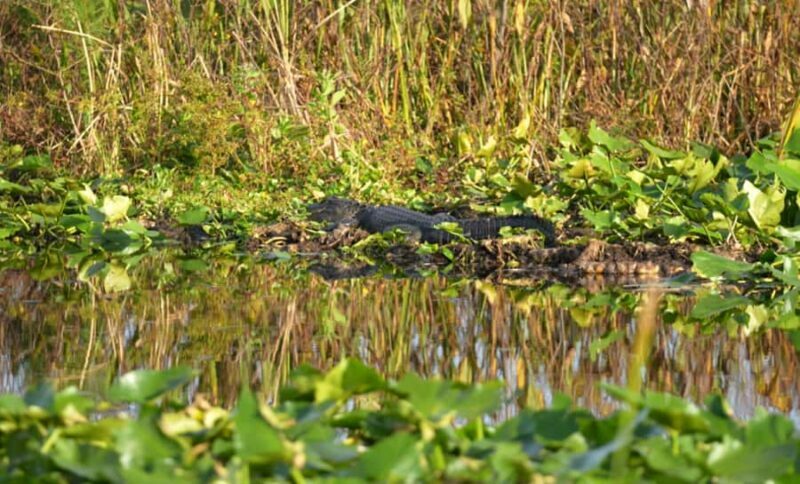 Kissimmee 90 minute Everglades Wildlife Airboat Tour - The Itinerary Breakdown: What to Expect