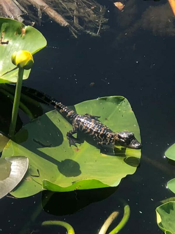 Kissimmee 90 minute Everglades Wildlife Airboat Tour - Practical Tips for Your Trip