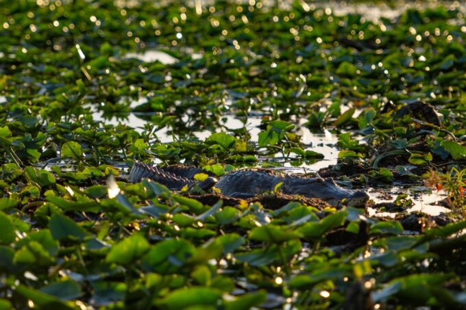 Kissimmee: Boggy Creek Airboat Ride With Optional Meal - Cancellation and Refund Policy