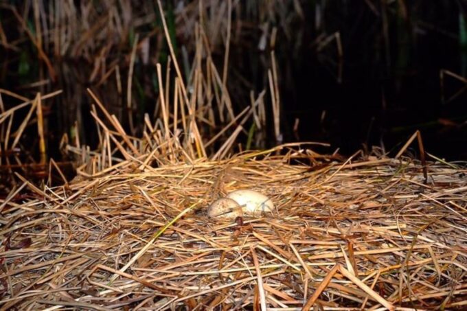 Kissimmee: Boggy Creek Airboats Adventures Night Tour Ticket - Pricing and Availability