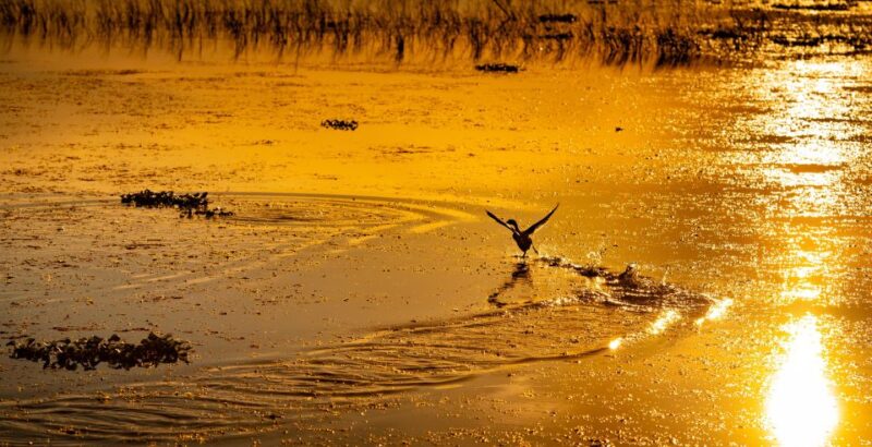 Kissimmee: Boggy Creek Sunset Airboat Tour - Activity Details