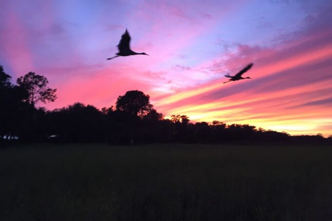 Kissimmee: Boggy Creek Sunset Airboat Tour - Frequently Asked Questions