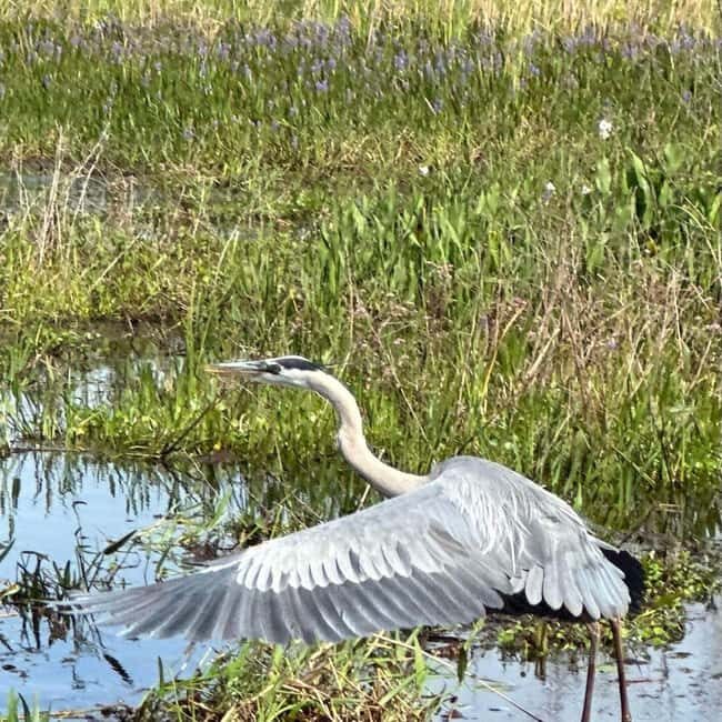 Kissimmee: Everglades Alligator and Wildlife Airboat Tour - An In-Depth Look at the Everglades Airboat Experience