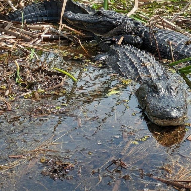 Kissimmee: Everglades Alligator and Wildlife Airboat Tour - The Sum Up