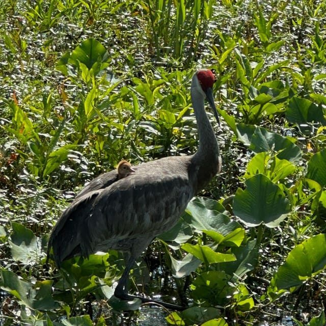 Kissimmee: Everglades Alligator and Wildlife Airboat Tour - FAQ