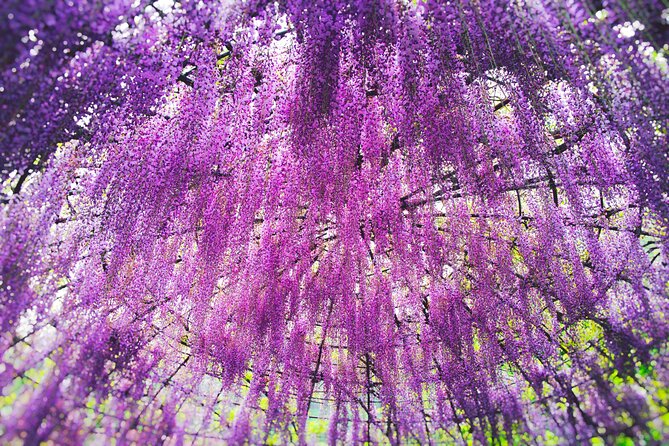 Kitakyushu Kawachi Wisterias Blossom Garden Day Bus Tour - Key Points