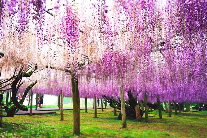 Kitakyushu Kawachi Wisterias Blossom Garden Day Bus Tour - Inclusions and Exclusions