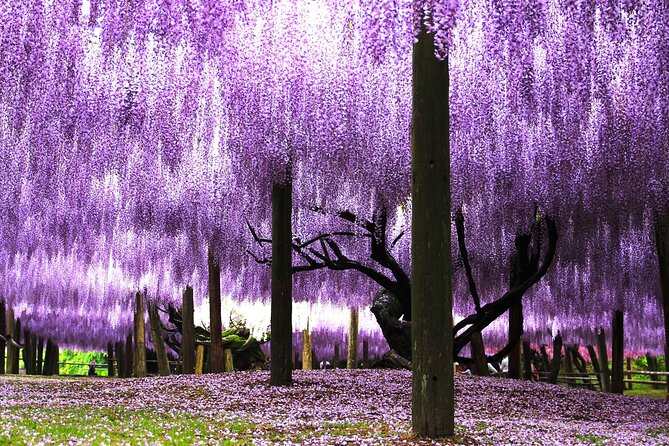 Kitakyushu Kawachi Wisterias Blossom Garden Day Bus Tour - Participant Information