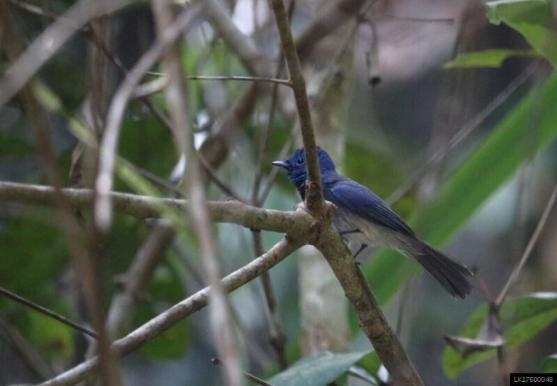 Kitulgala: Private Guided Bird Watching and Trekking Tour - Itinerary and Experience