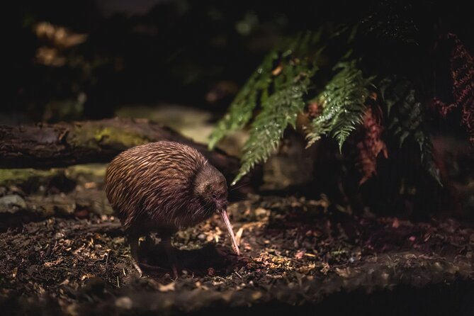 Kiwi Park Queenstown Admission - Visitor Amenities and Accessibility
