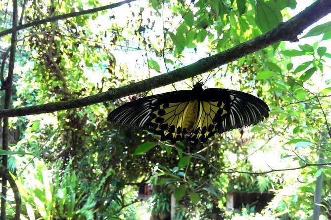 KL Butterfly Park Admission With Kuala Lumpur Famous Landmarks - Admission and Tour Options