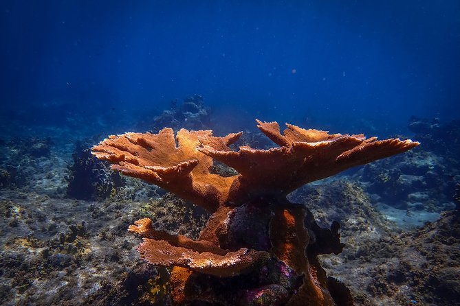 Klein Bonaire Marine Park Snorkeling Excursion - Inclusions in the Tour