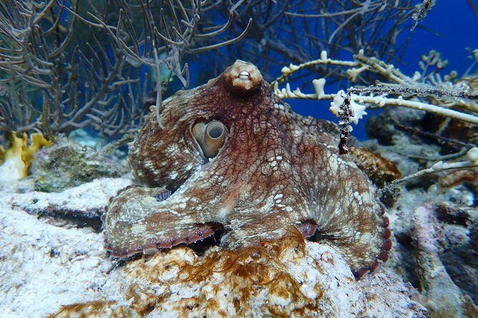 Klein Bonaire Marine Park Snorkeling Excursion - Pickup and Meeting Details