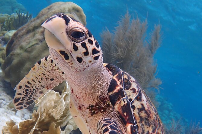 Klein Bonaire Marine Park Snorkeling Excursion - Experience and Safety Details