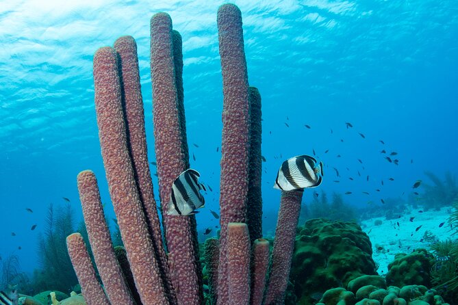 Klein Bonaire Marine Park Snorkeling Excursion - Customer Feedback and Recommendations