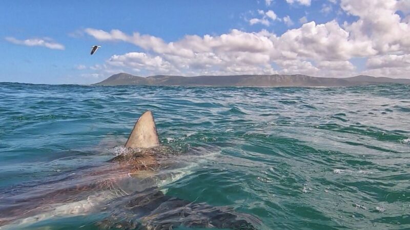 Kleinbaai: Shark Viewing Boat Trip With Shark Cage Diving - Key Points