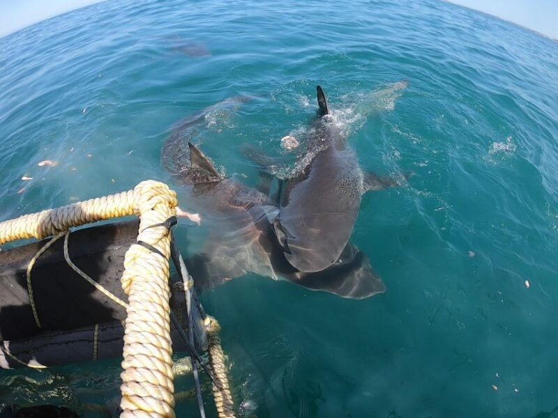 Kleinbaai: Shark Viewing Boat Trip With Shark Cage Diving - Itinerary and Activities
