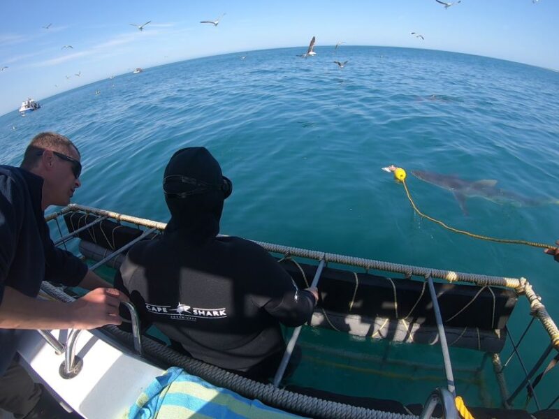 Kleinbaai: Shark Viewing Boat Trip With Shark Cage Diving - Meeting Point and Transportation