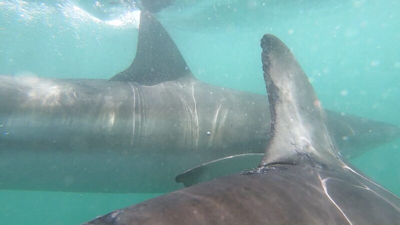 Kleinbaai: Shark Viewing Boat Trip With Shark Cage Diving - Safety and Briefing