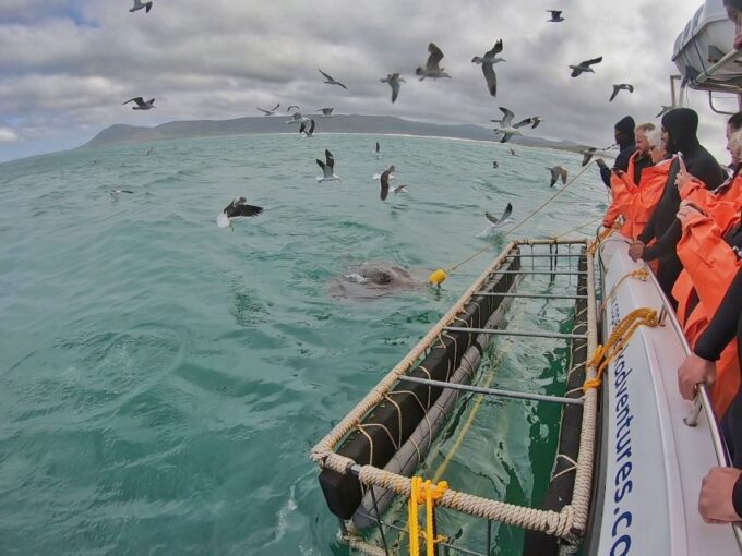 Kleinbaai: Shark Viewing Boat Trip With Shark Cage Diving - Marine Big 5 Sightings
