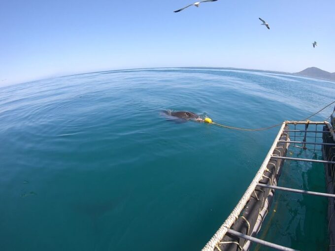 Kleinbaai: Shark Viewing Boat Trip With Shark Cage Diving - Frequently Asked Questions