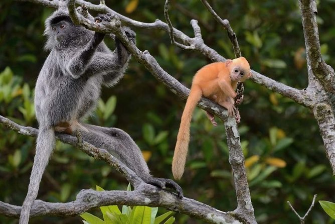 Klias River Fireflies & Wildlife Safari Cruise From Kota Kinabalu - Tour Details