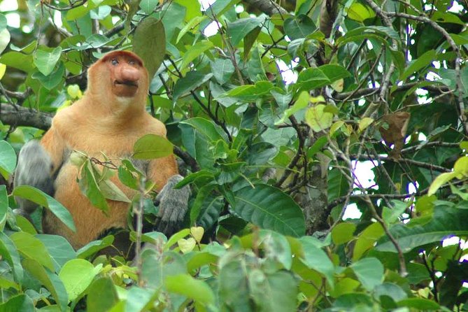 Klias River Fireflies & Wildlife Safari Cruise From Kota Kinabalu - Pickup Options