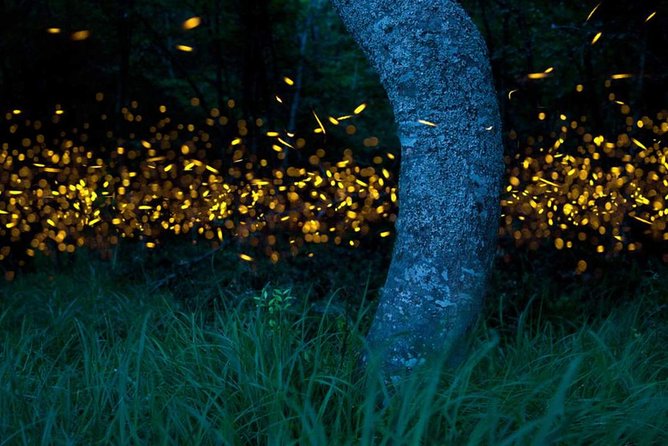 Klias River Fireflies & Wildlife Safari Cruise From Kota Kinabalu - Recommended Gear