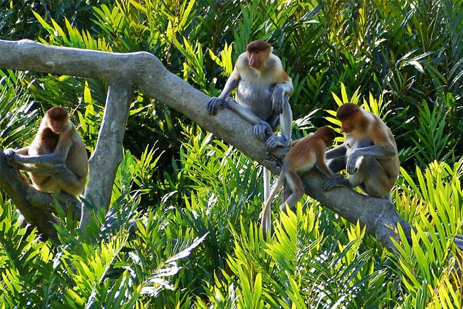 Klias River Fireflies & Wildlife Safari Cruise From Kota Kinabalu - Experience Highlights