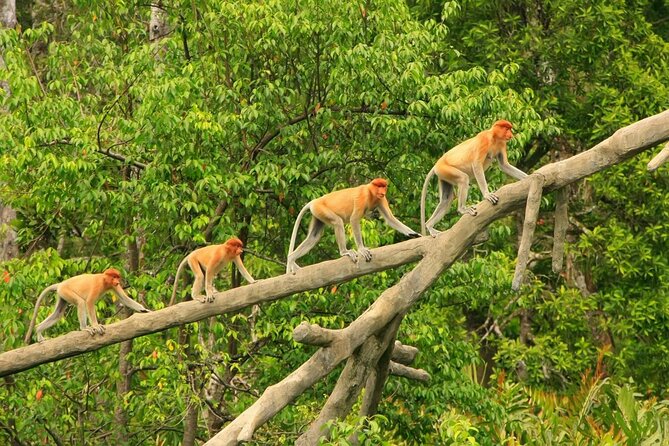 Klias Wetland River Safari Tour - Key Points