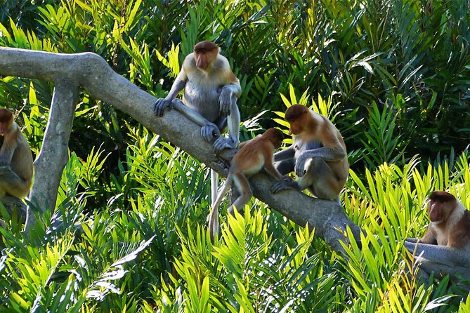 Klias Wetland River Safari Tour - What to Expect