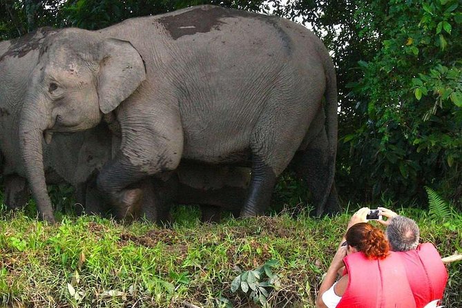 Klias Wetland River Safari Tour - Highlights and Inclusions