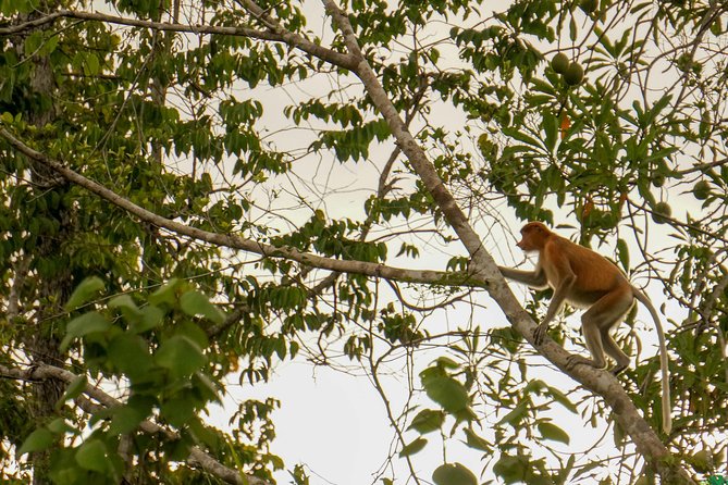 Klias Wildlife Safari River Cruise From Kota Kinabalu - Witnessing Proboscis Monkeys and Other Wildlife