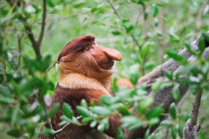 Klias Wildlife Safari River Cruise - Proboscis Monkey & Fireflies - The Itinerary in Detail