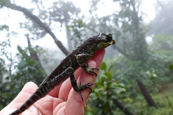 Knuckles Leopard Trail Trek From Kandy - Participant Suitability