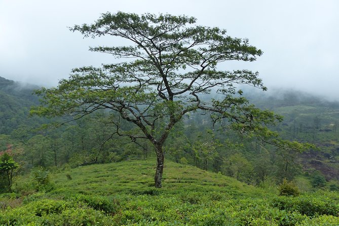 Knuckles Leopard Trail Trek From Kandy - Difficulty Level and Health Concerns