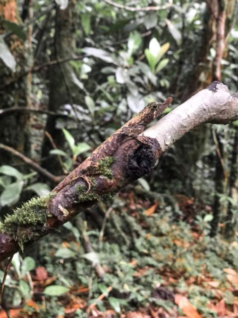 Knuckles Mountain Range Trekking :Kota Ganga Waterfall Chain - Booking and Cancellation