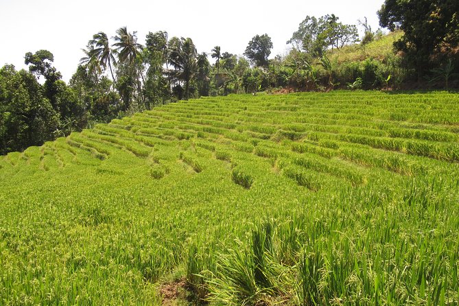 Knuckles Spice Trail Trek From Kandy - Itinerary and Schedule