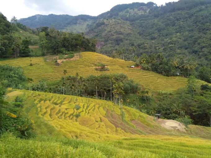 Knuckles Spice Trail Trek From Kandy - Availability and Booking