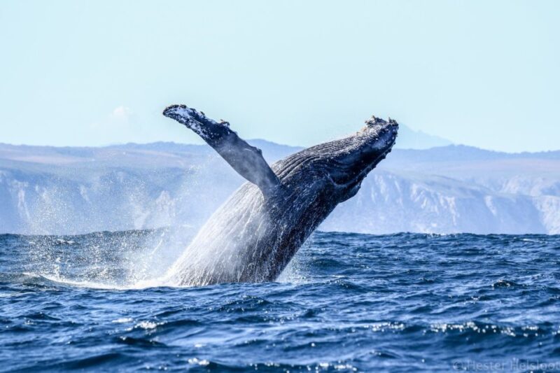 Knysna: Close Encounter Whale Watching Tour by Boat - Key Points